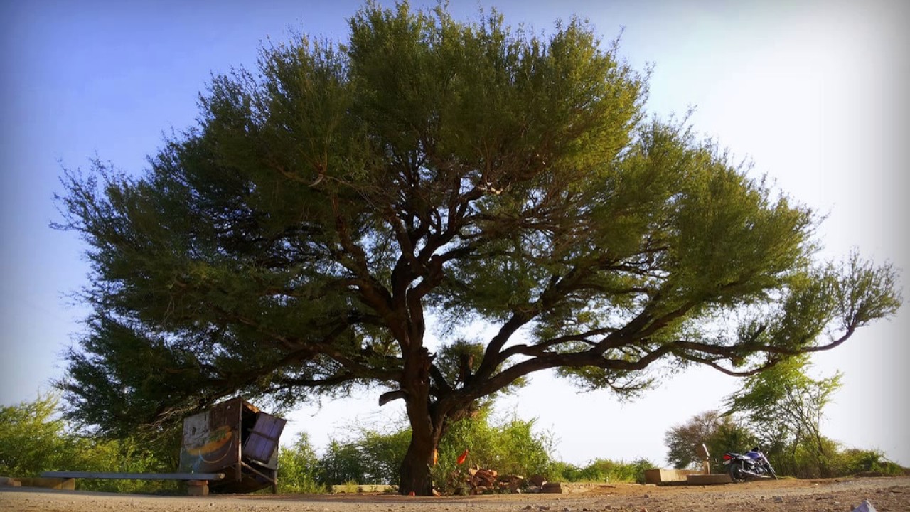 Provincial tree of Rajasthan (India) - खेज्रि/लॊङ्ग् तरी