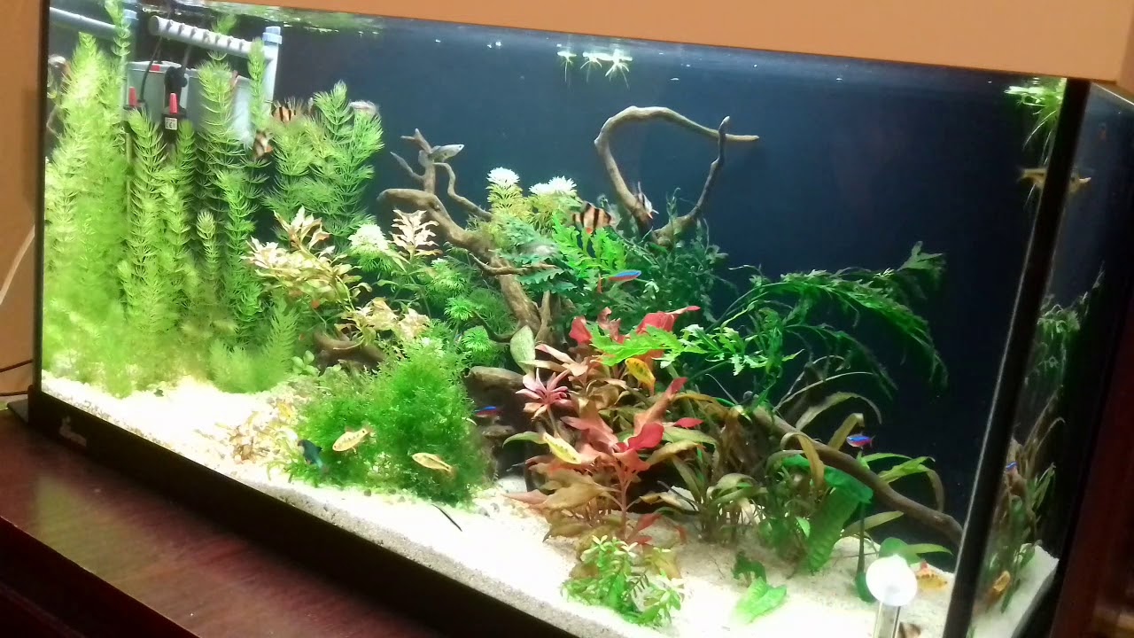 (K)ości zostały rzucone - brzankarium.