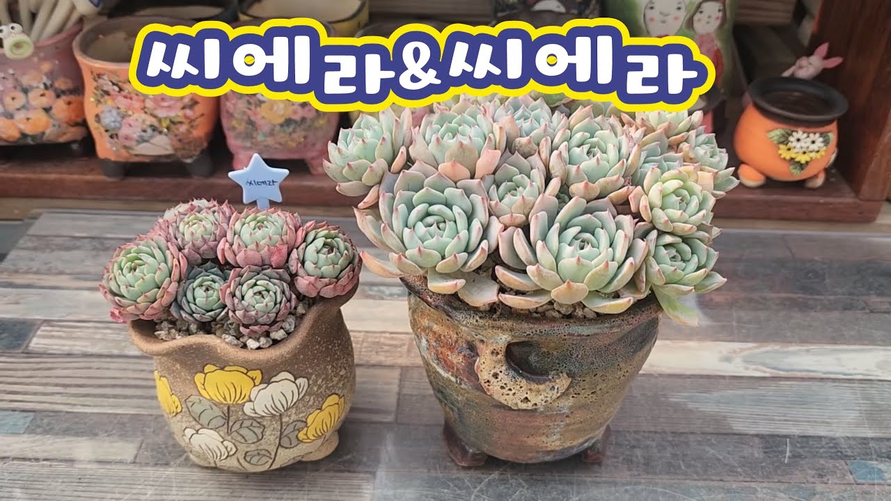 250202 씨에라의두개버전~조금더키워봐야알듯한다육이♡ #succulent #다육식물 #たにくしょくぶつ #다육이분갈이 #多肉植物 #garden
