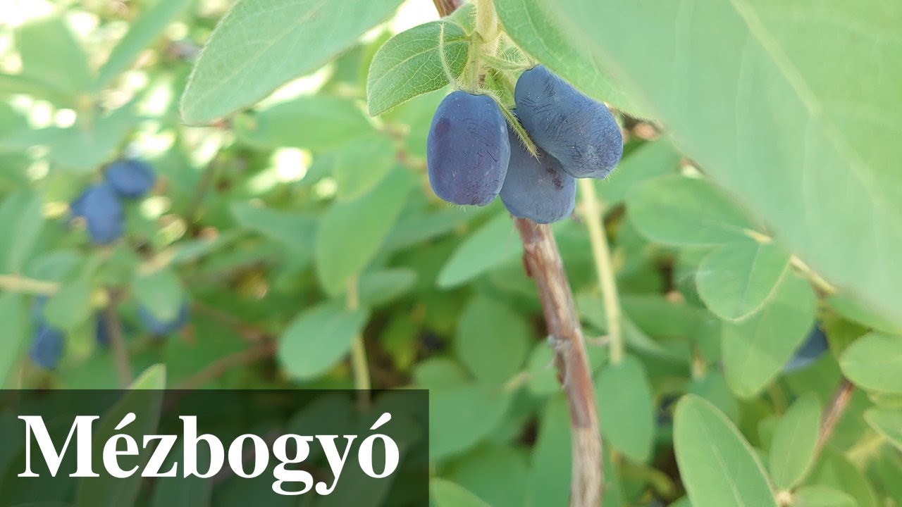 Mézbogyó, az év első gyümölcse a kertben