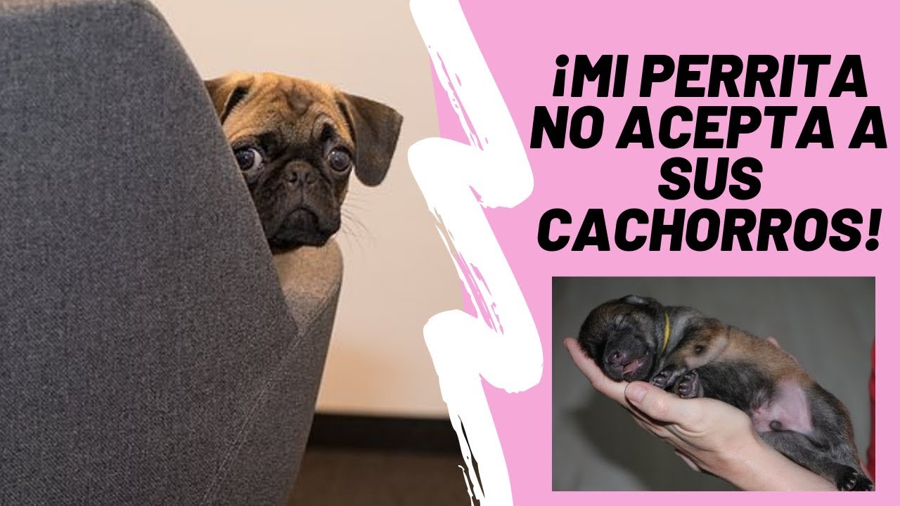 ¿por qué mi perrita no quiere estar con sus cachorros?