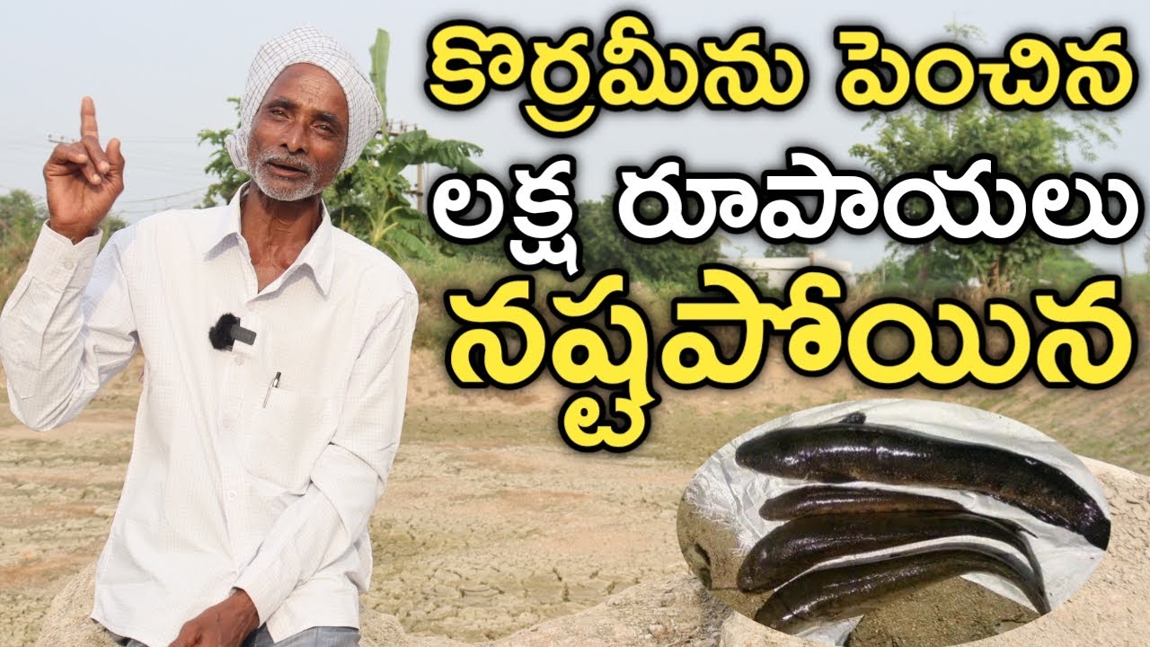 కొర్రమీను చేపలు పెంచి లక్ష లాస్ అయ్యాను.. మళ్లీ పెంచుతున్న | Murrel Fish | రైతు బడి