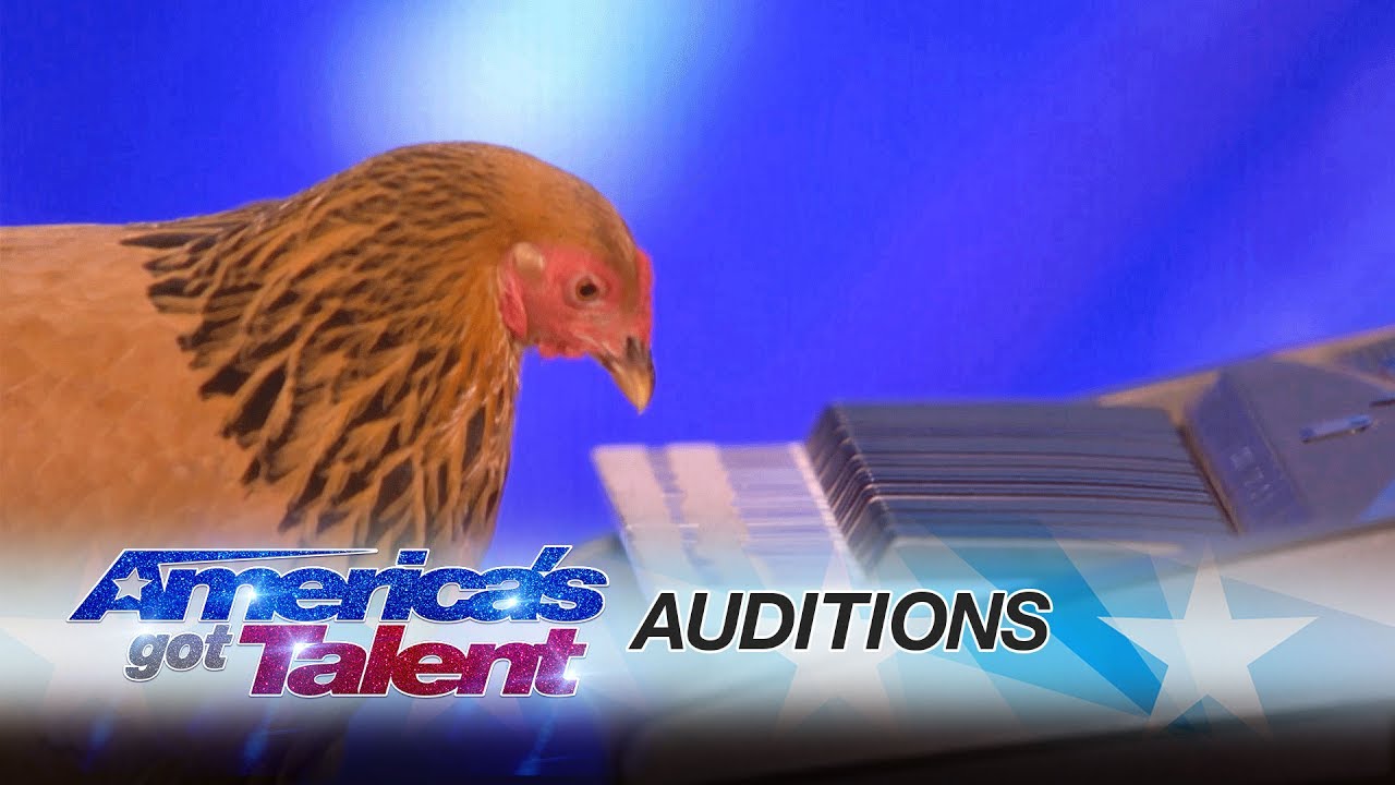 Jokgu of the Flockstars: Chicken Plays Patriotic Tune on Keyboard - America's Got Talent 2017