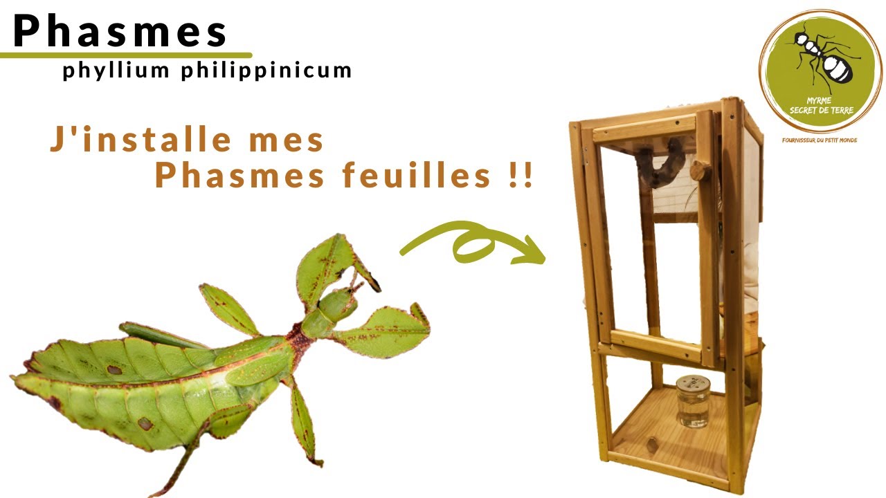 J'installe mes Phasmes Feuilles !!