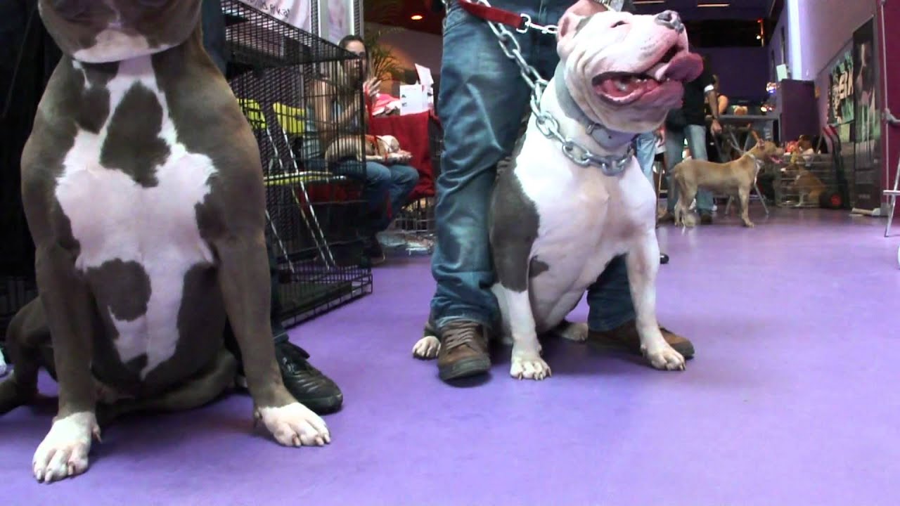 FULL EFFECT DOGZ 