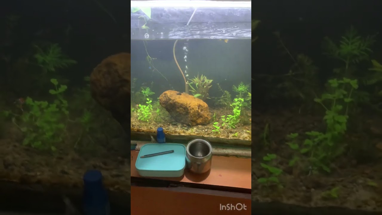 120days tank setup #planted tank