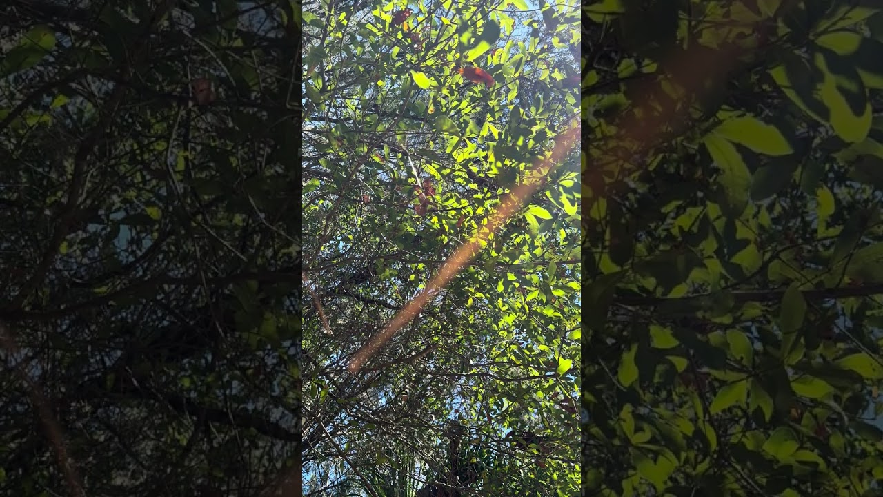  phone turned on its own, you’re looking at trees and I don’t have my top plate teeth in :)(: