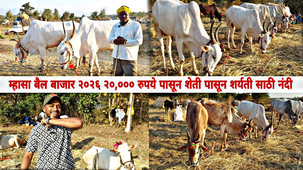 म्हसा बैल बाजार२०२६ २०,००० रुपये पासून शेती पासून शर्यती साठी नंदी #mhasa #murbad  #jatra #bailbazar