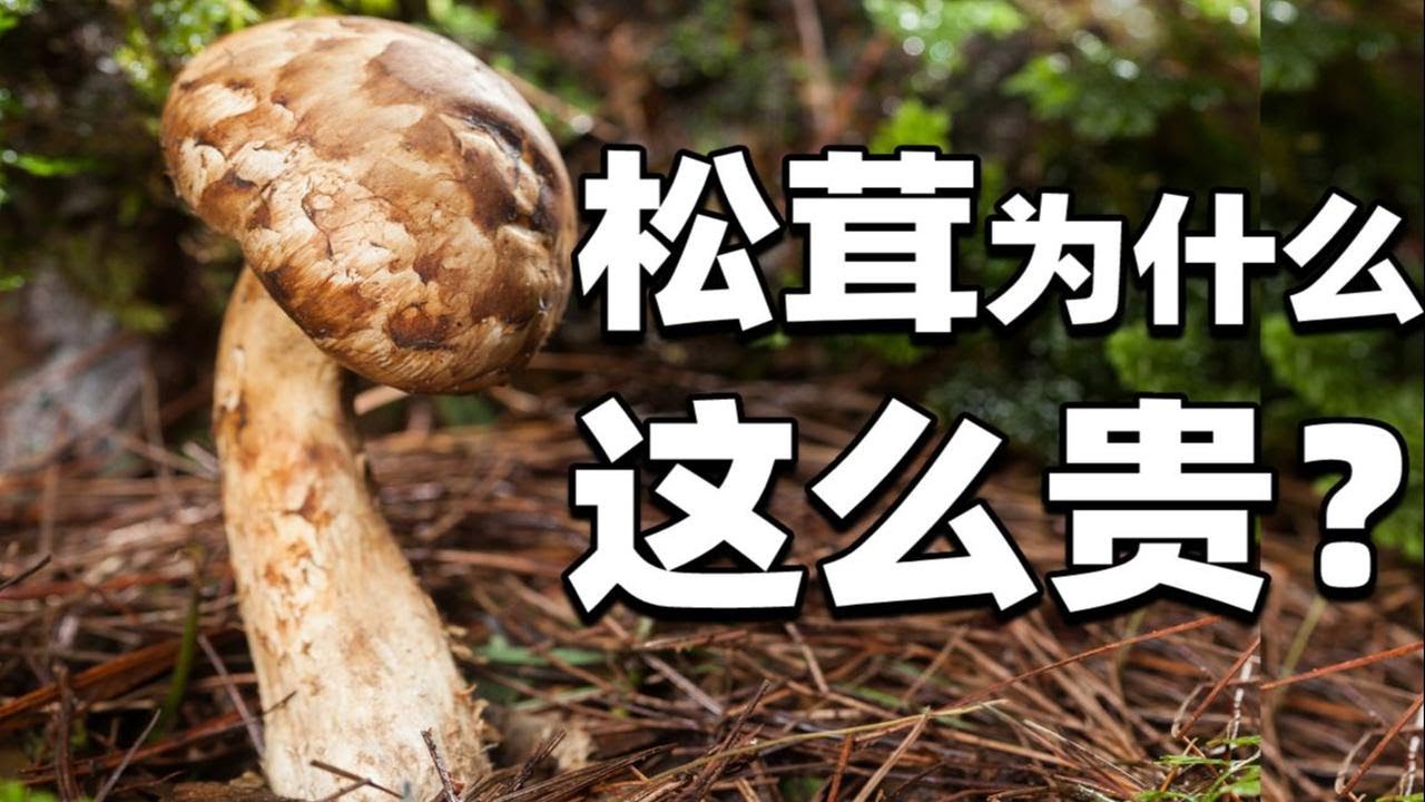 【食录】一袋日本松茸凭什么能值一套房？云南臭鸡大翻身！