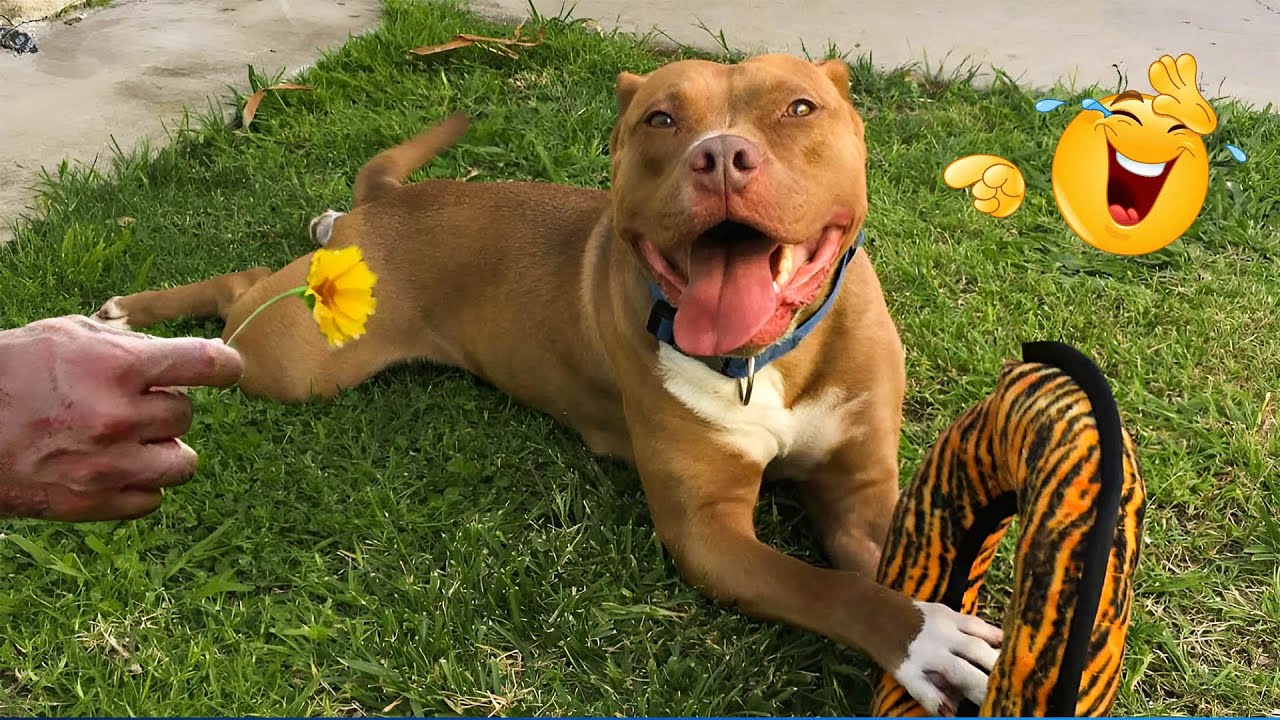When God Sends You Funny Dogs And Cats 😹🐶Funniest Pets Compilation That Will Make You Laugh Until 🐾