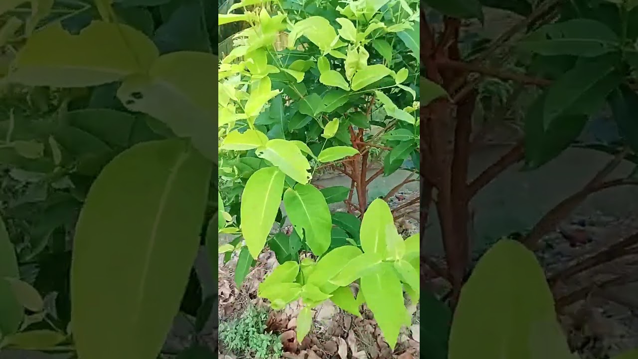 Cách quản lý sâu bệnh cho cây mận MST của vườn em