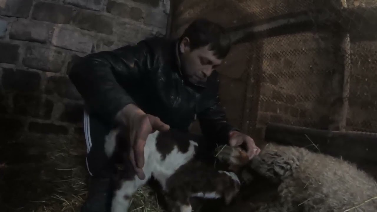 Овца не принимает ягненка // Содержание овец в домашних условиях // как накормить ягненка