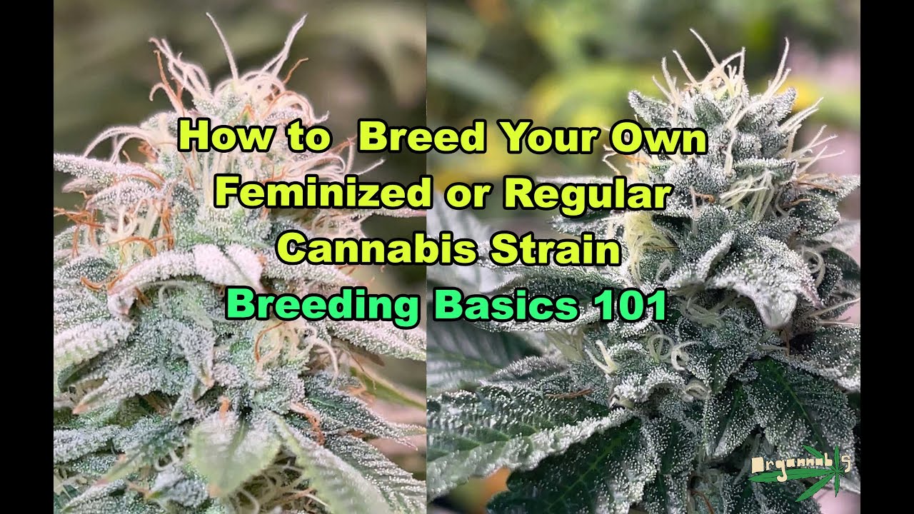 How to Create and Breed Your Own Feminized Cannabis Strain | Cultivar Breeding Basics 101