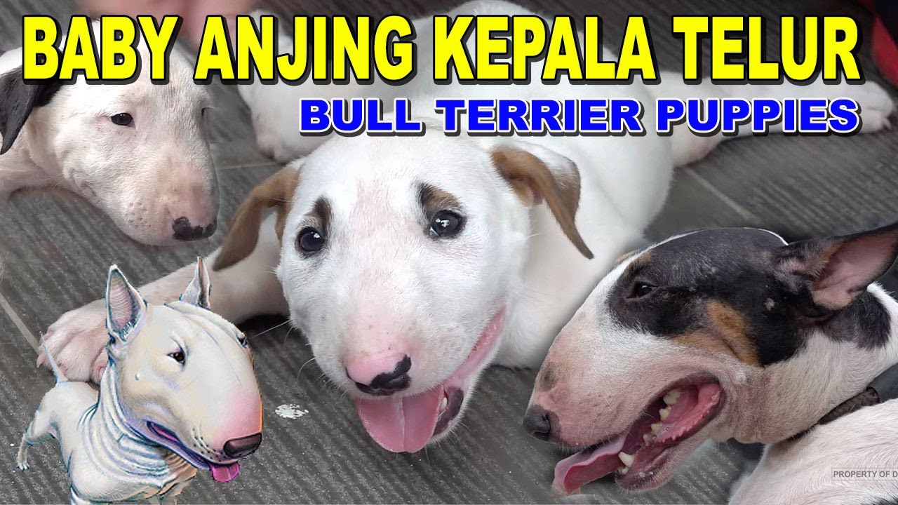 BABY ANJING KEPALA TELUR - BULL TERRIER PUPPIES