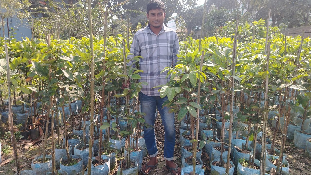  রাম্বুটান এর চারাগাছ কিনুন||rambutan er caragas kinun ||বগুড়া ট্রিওয়াল্ড নার্সারি থেকে 01723880690