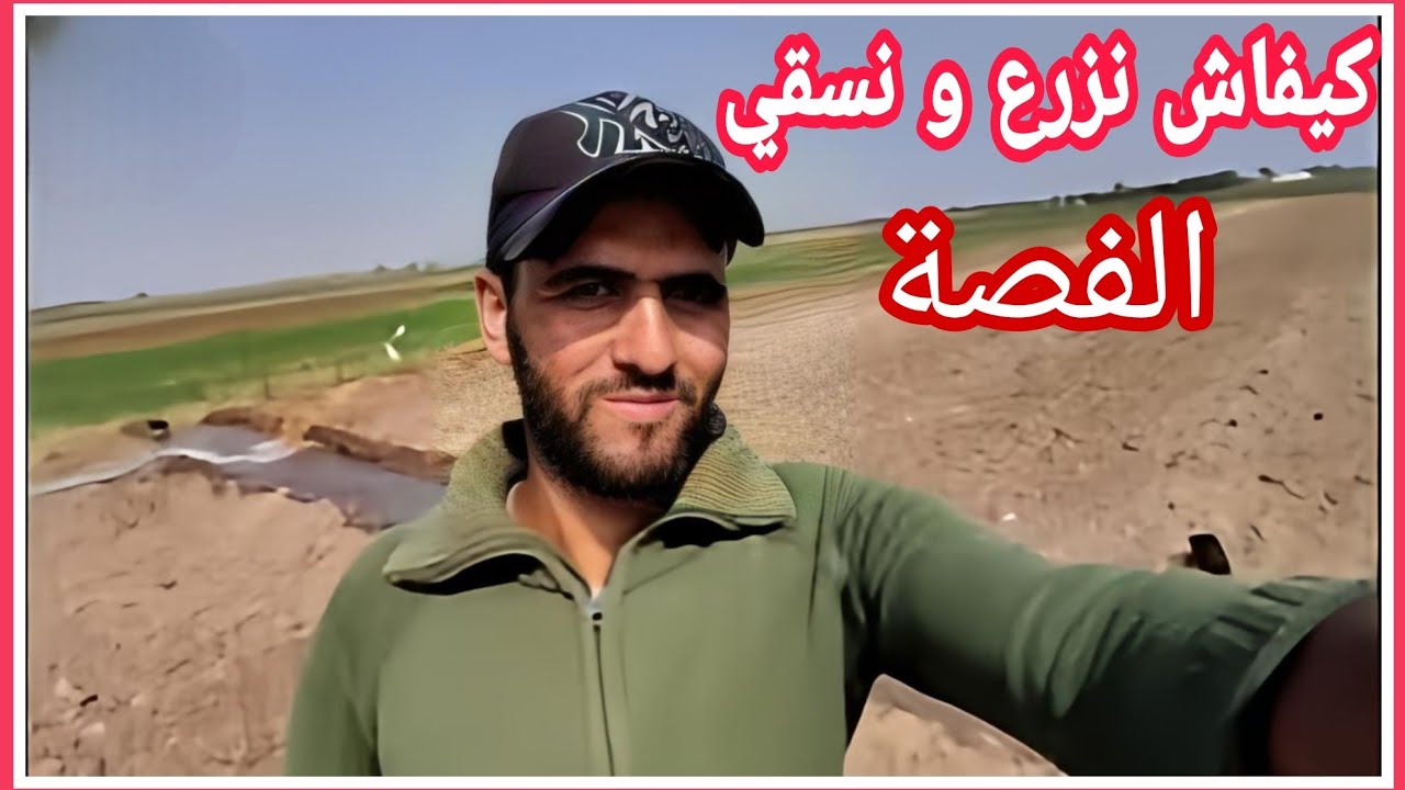 زراعة الفصة بالمغرب : طريقة الزراعة و السقي