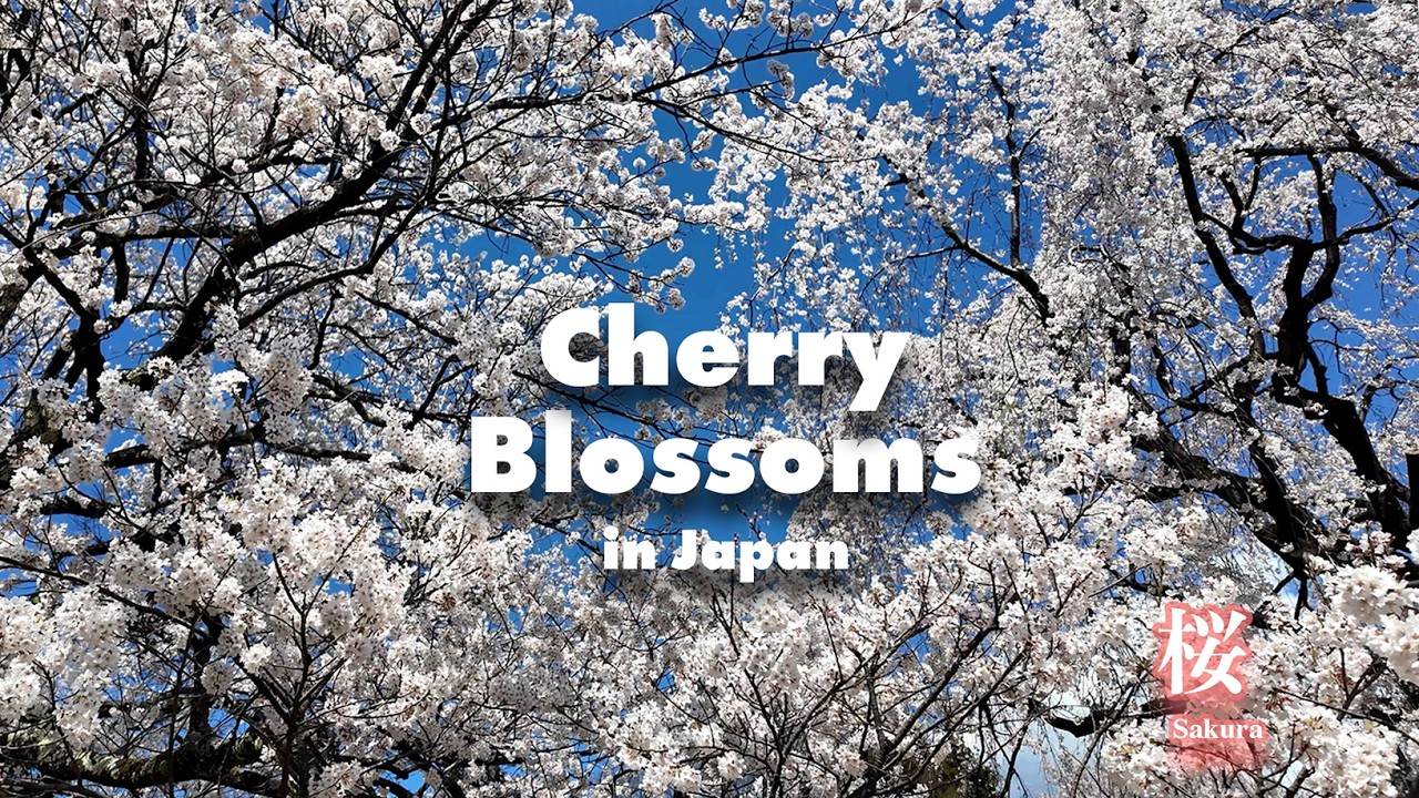 The Most Beautiful Cherry Blossoms in Japan 🌸 4K | Must-See Sakura Spots This Spring!!