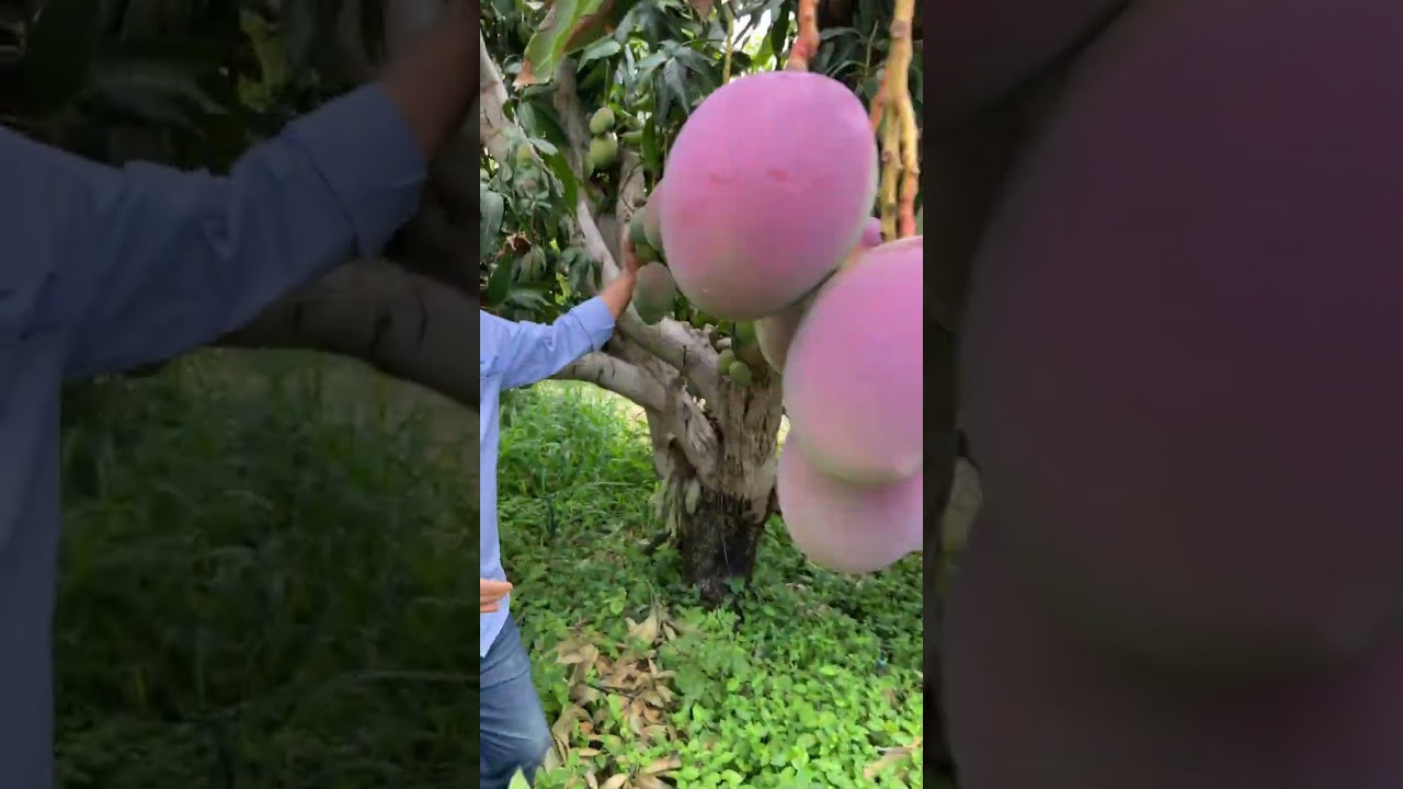 SEM ÁGUA NÃO ACONTECE GERMINAÇÃO DE PATÓGENO EM FOLHAS DE MANGUEIRA.