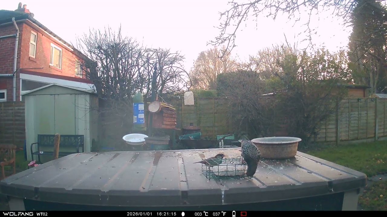 Sparrow Starling