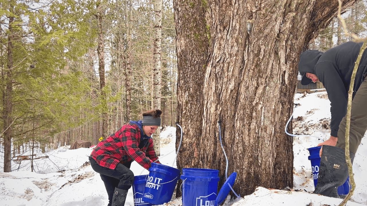 Making Maple Syrup | Collecting Sap | Canada