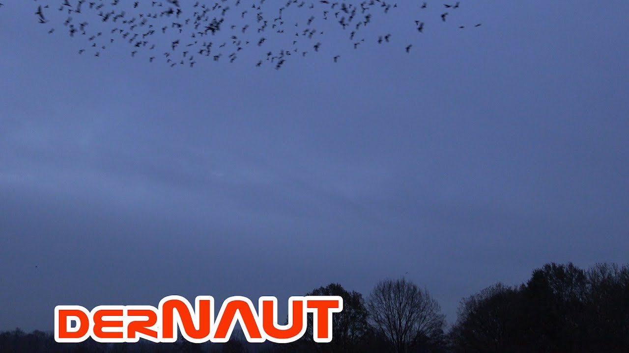 Dohlenschwarm | Flock of jackdaws | Free to use 4K footage - creative commons