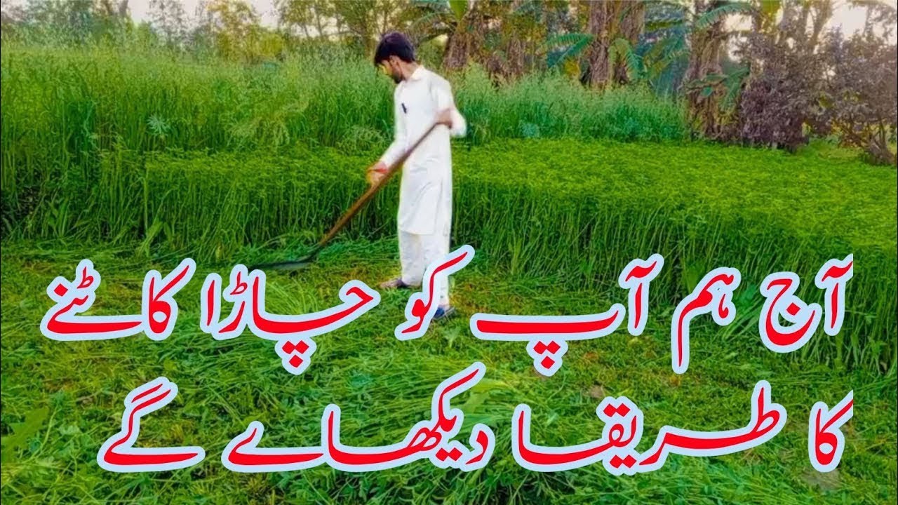 Aj ham ap ko chara katne ka treka dekhaen ge 😋