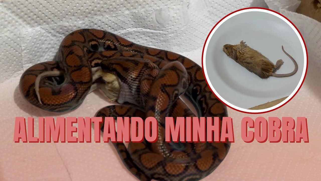 Alimentando minha Jiboia Arco-íris da Amazônia