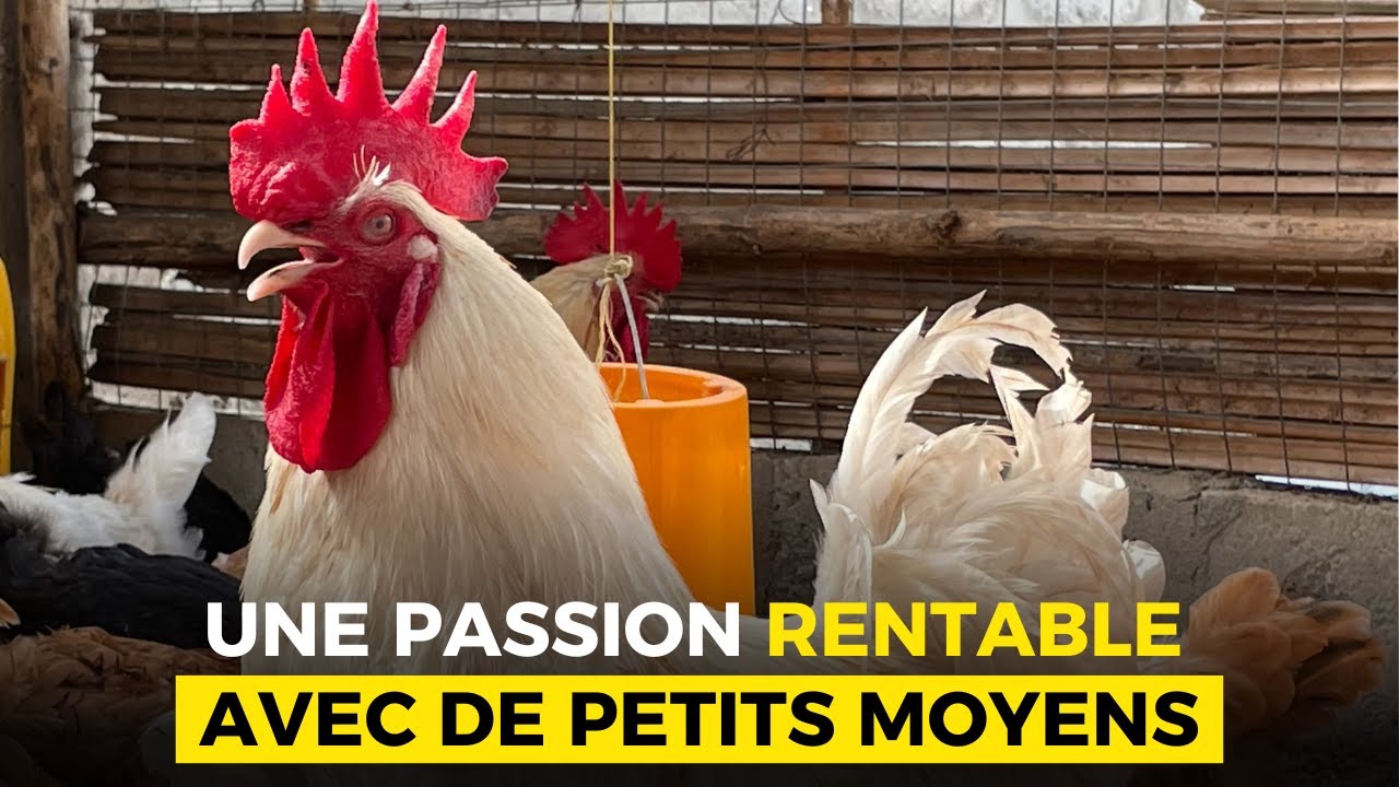 COMMENCEZ L'ELEVAGE AVEC VOS PETITS MOYENS (Une Passion Rentable)