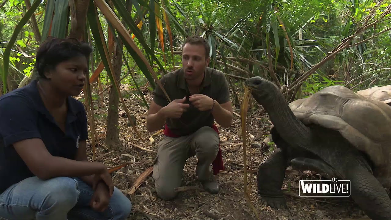 WILDLive! - Tortues géantes d'Aldabra - S01 E01