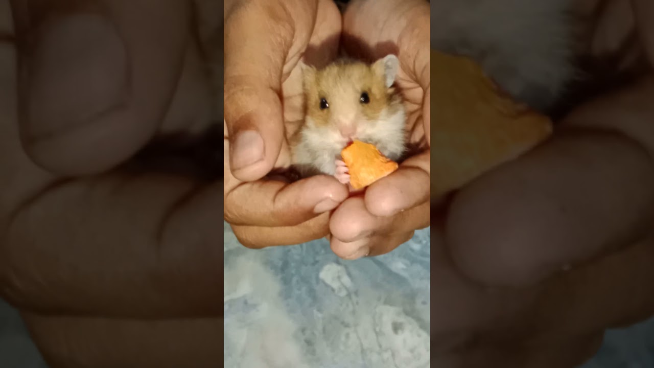 mini version of Eli kunji
