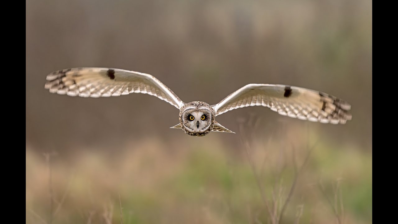 Short eared owl.  Sandwich Bay, Kent, UK.  Winter 2025. ©Tony Flashman   #nikon #nikonz9