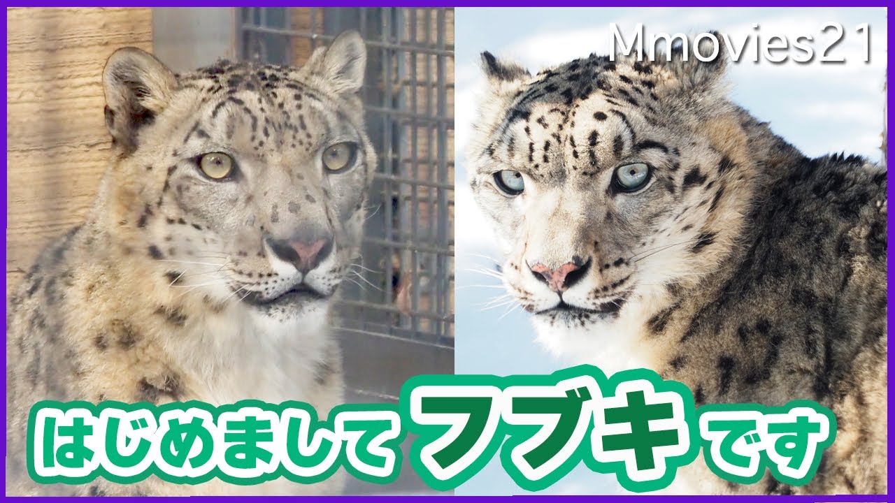 【フブキ来園】シジムと檻越しスリスリお見合い中〜円山動物園ユキヒョウ~Snow Leopards at Maruyama Zoo