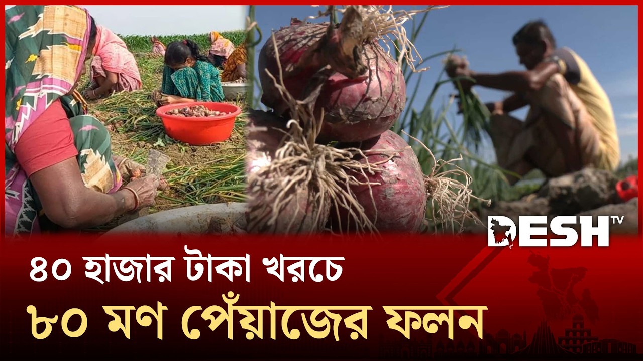 কুষ্টিয়ার মাঠে মাঠে শুধুই পেঁয়াজ আর পেঁয়াজ | Kushtia Onions | Desh TV