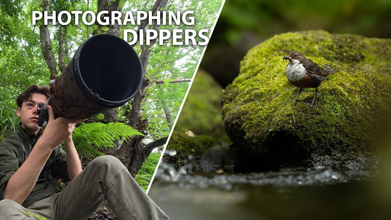 Photographing Dippers in the Peak District...