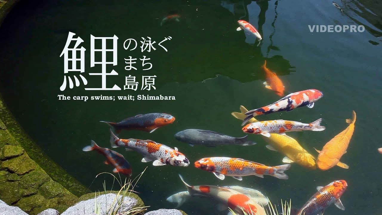街に「鯉」がたくさん泳いでいる！