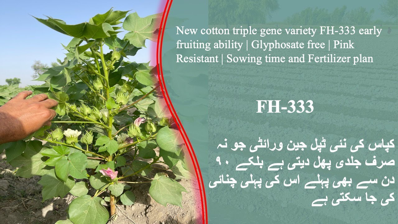 Triple Gene Cotton Variety FH 333 | Fertilizer Plan | Management | Urdu | Hindi