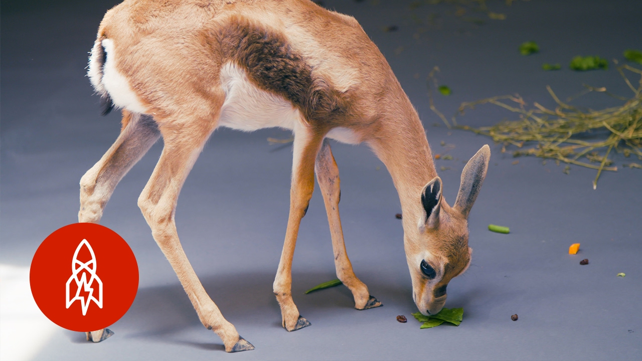 A Gazelle As Rare As It Is Small