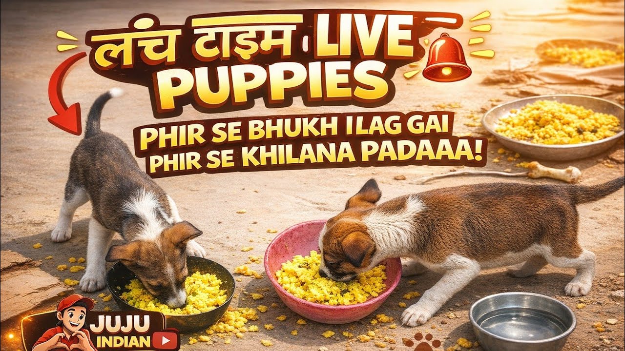 Lunch Time Very hungry Puppies,But One sad News| #dog #adoptstrays #feed 