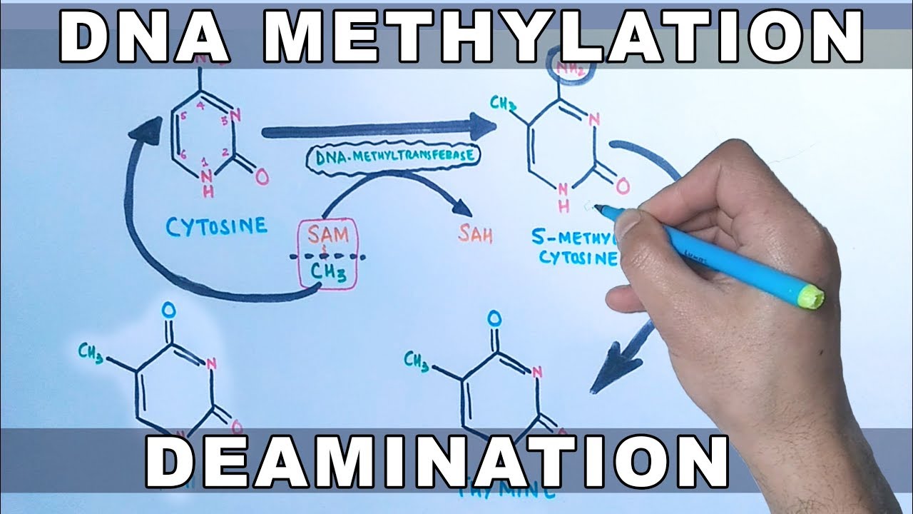 DNA Methylation