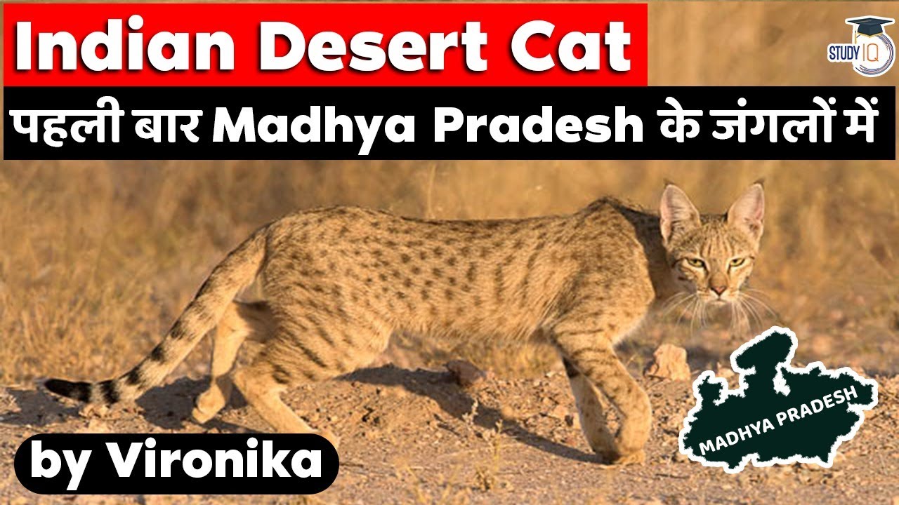 Indian desert cat spotted in Panna Tiger Reserve for the first time - Madhya Pradesh Civil Service