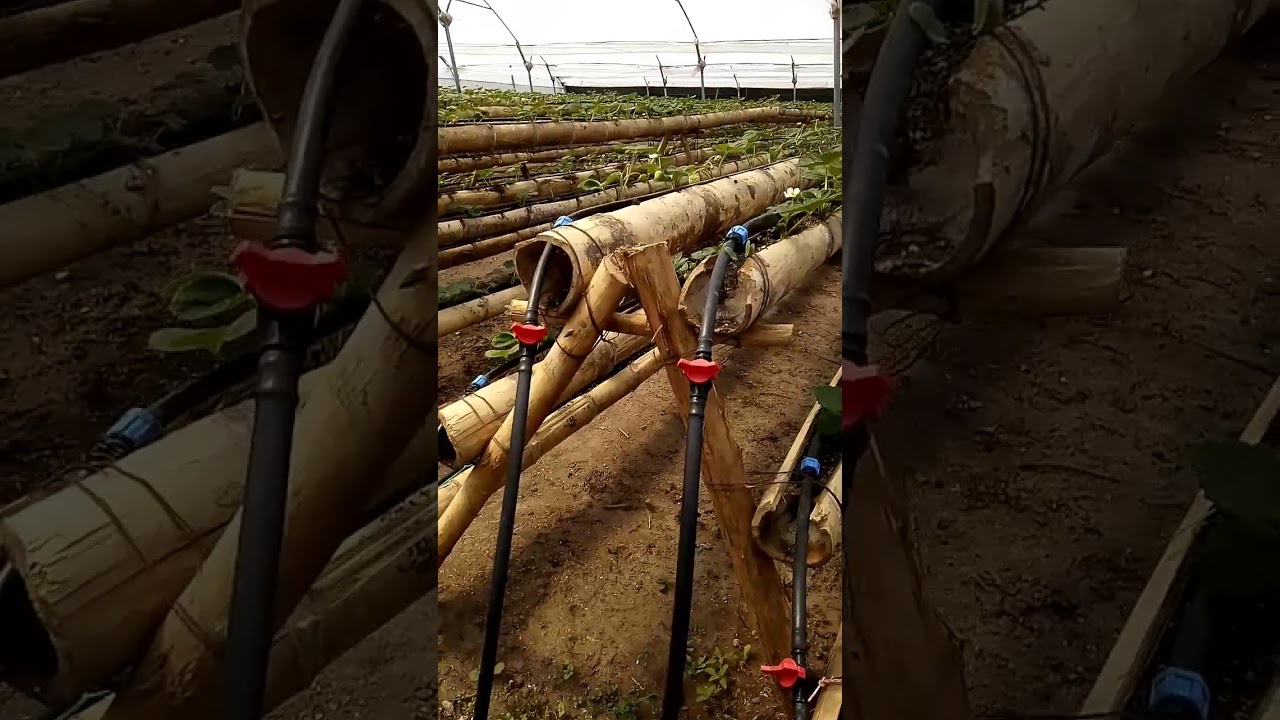 Video de frutilla idroponica en caña de guadua
