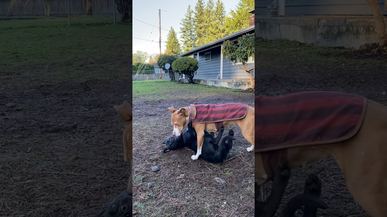 Dog Communication (Relax and I&rsquo;ll let You Up) #awakenedk9 #dogtraining #dogcommunication #shorts