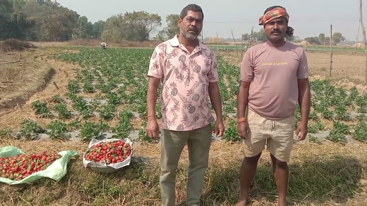 Strawberry Harvesting, Siko, Begunia, Khordha @departmentofagricultureandfe#horticulture#strawberry