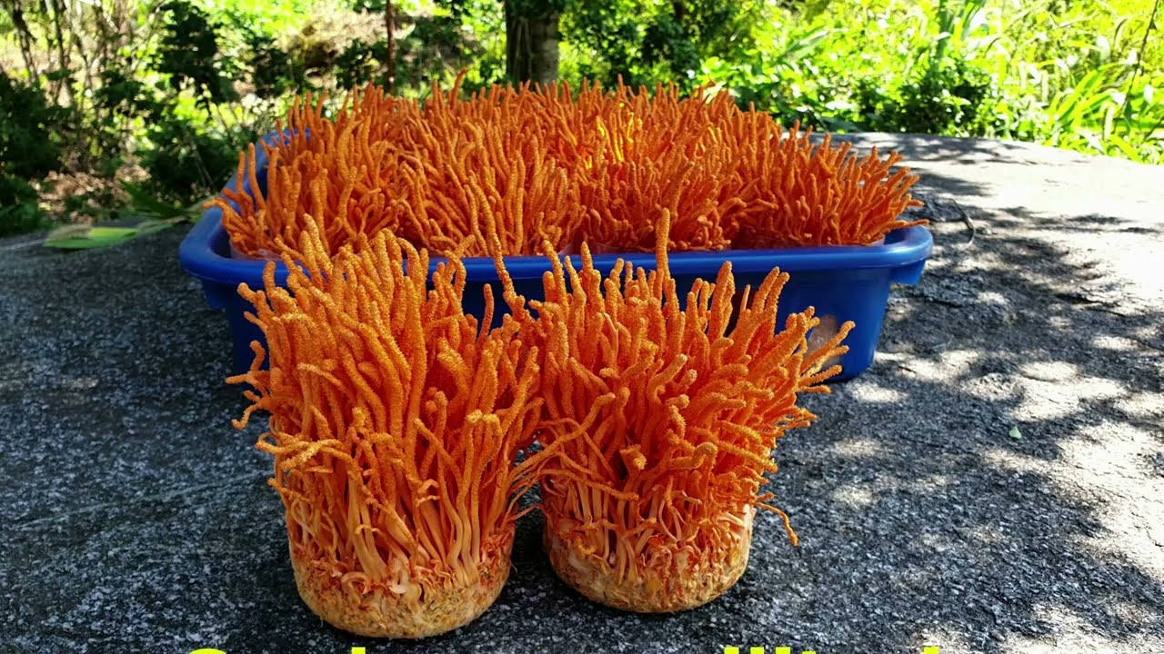 How To Grow Cordyceps militaris - Liquid culture # I
