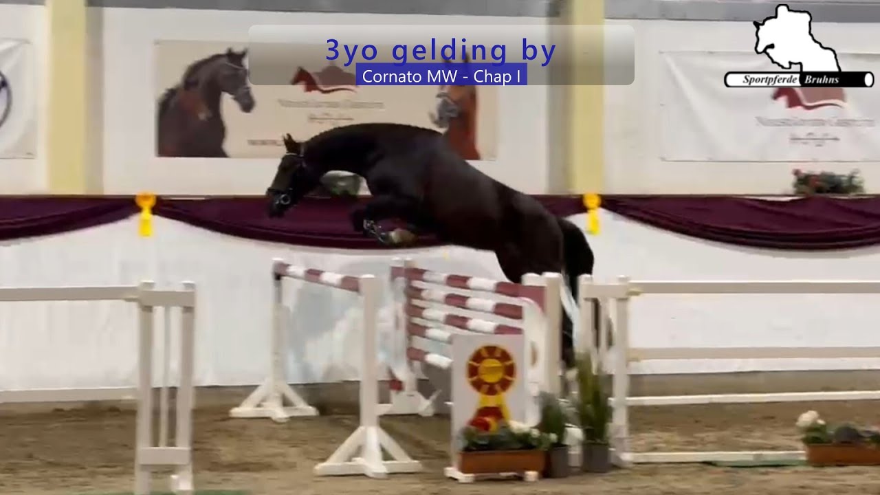 CORNADO ~ 3j. W. v. / 3yo gelding by Cornato MW - Chap I