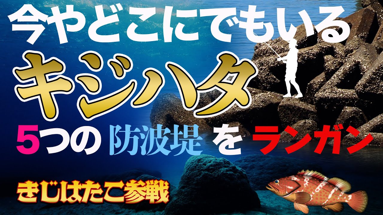 【きじはたこ】アコウはどこにいる？気になる場所をランガンします【地球遊び290】
