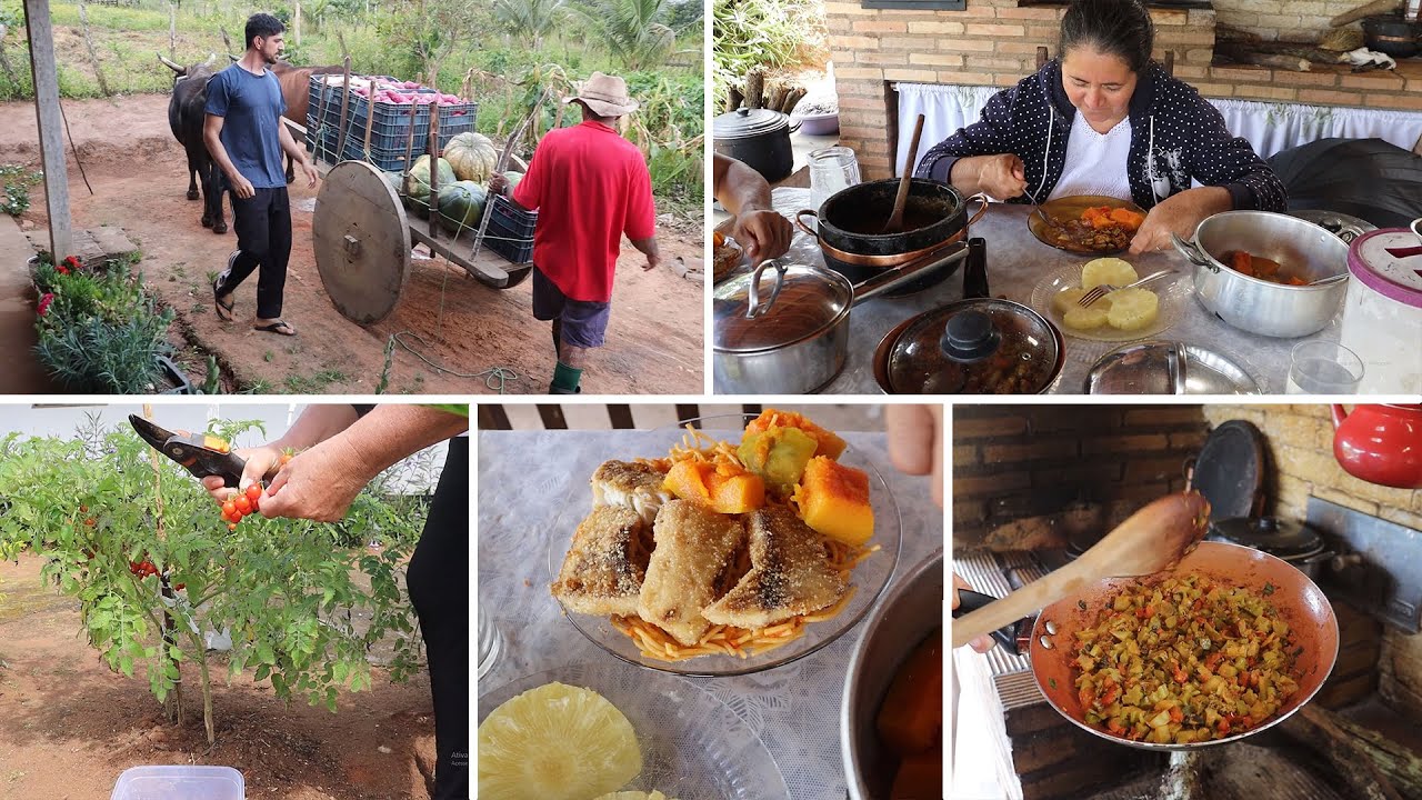 GERALDO COLHEU LINDAS ABÓBORAS, EU COLHEI BRÓCOLIS E TOMATINHO + PREPAREI NOSSO ALMOÇO 
