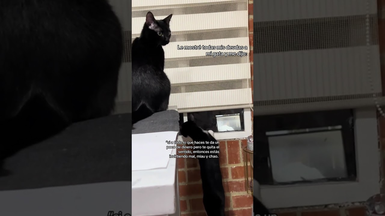 LE MOSTRE MIS DEUDAS A MIS GATA Y ME DIJO...