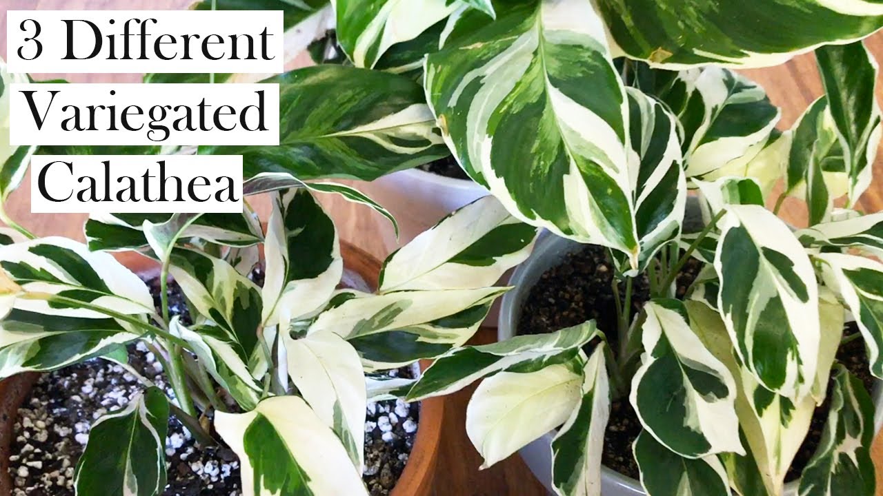 Сравнение 3 видов калатеи пестрой: White Tiger, Fusion White и Louisae Variegata