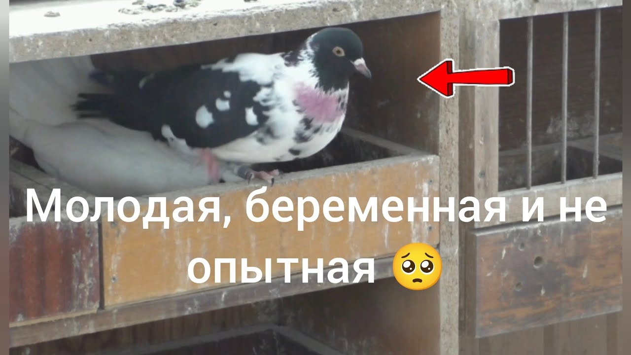 13 февраля 2026. Ещё минус один голубь 🥺 Зима ❄⛄ продолжается. 